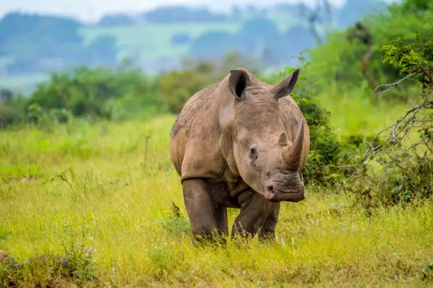 Portrait of an African white Rhinoceros or Rhino or Ceratotherium simum also know as Square lipped Rhinoceros in a South African nature reserve