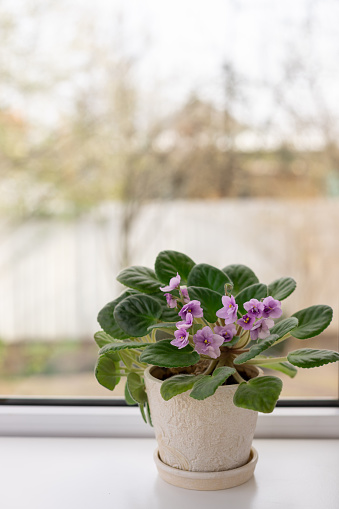 flower pot with blooming violet (Saintpaulia) on the windowsill. home decor concept. blurred background.