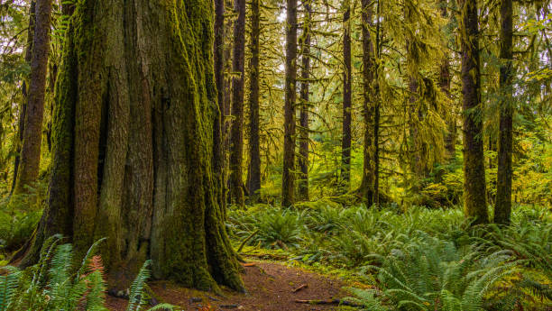 istock Rainforest with lots of trees covered with moss. 1217011754