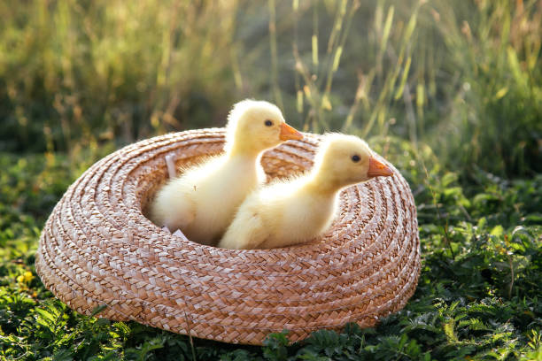 istock Newborn goslings (ducklings) in the outdoors in a straw hat. 1217013280