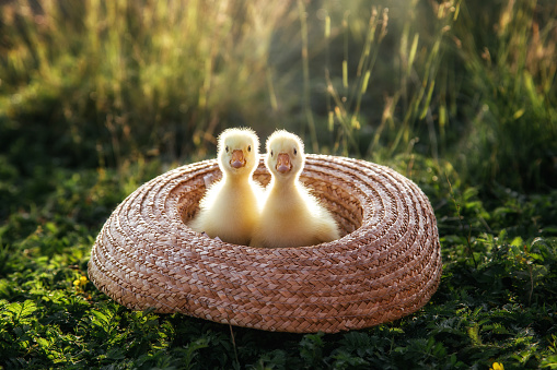Newborn goslings (ducklings) in the outdoors in a straw hat. Setting sun.