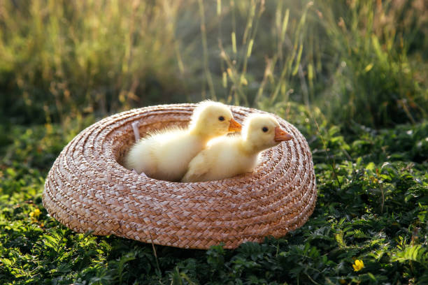 istock Newborn goslings (ducklings) in the outdoors in a straw hat. 1217013436