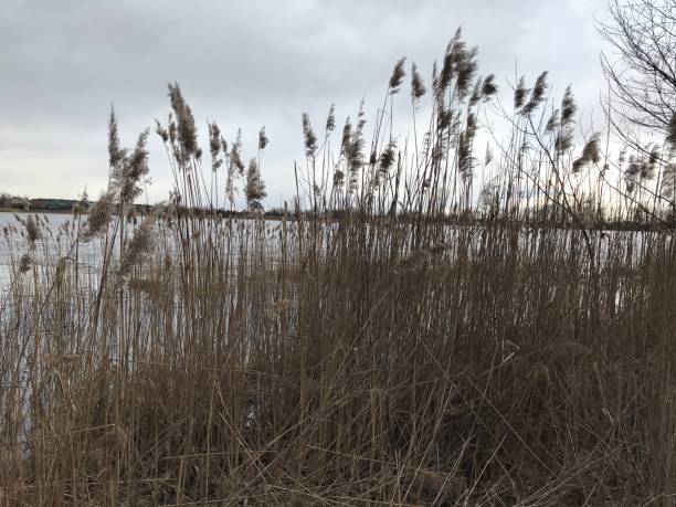 istock dry tall grass on the lake, early spring natural background 1217014494