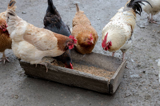 istock A group of free range chickens eating outside on a farm 1217014836