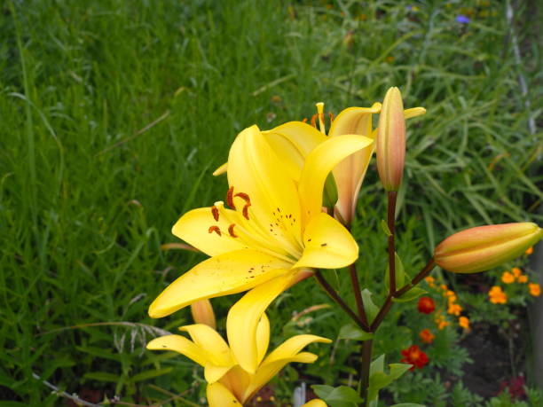 istock Yellow lilies bloom in the garden 1217015865