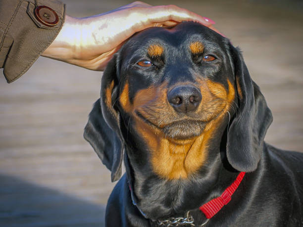 istock cute puppy dachshund 1217015890