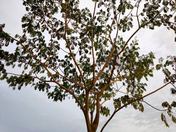in the evening i take this three and his name Terminalia mantaly