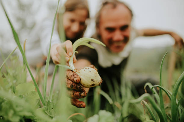 ojciec i dziewczyna zbiory warzyw z ogrodu w small home farm zdjęcie stockowe - single flower small agriculture nature zdjęcia i obrazy z banku zdjęć