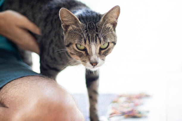istock Tabby/Striped Cat, brown, black and white wool, green eyes, looking at the camera 1217017473