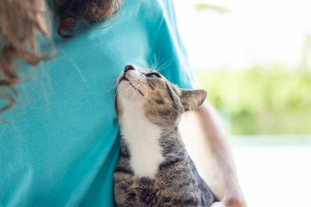 istock Tabby/Striped Cat, brown, black and white wool, green eyes, looking at its owner 1217017488