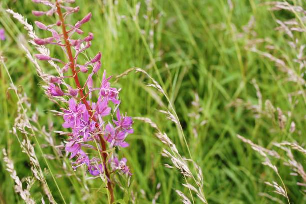 istock Purple Wildflowers 1217018087