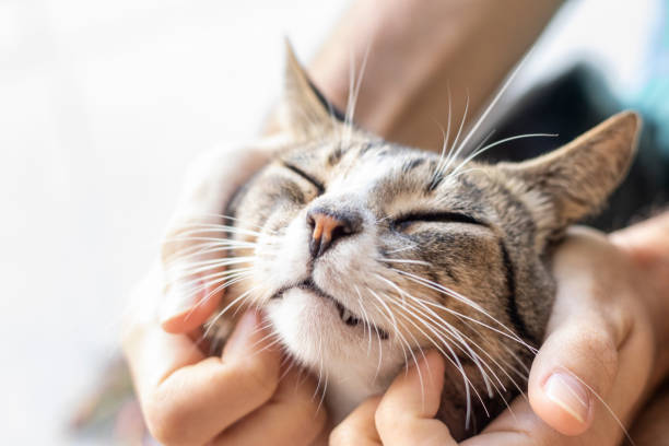 istock Tabby/Striped Cat, brown, black and white wool, green eyes, receiving affection from its owner. Eyes closed. 1217018105