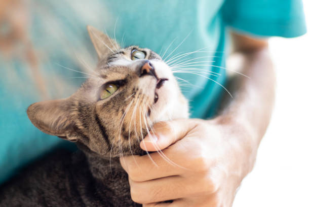 istock Tabby/Striped Cat, brown, black and white wool, green eyes, receiving affection from its owner and looking at him 1217018127