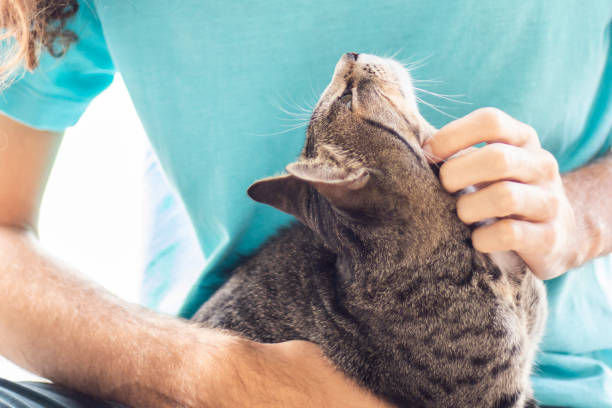 istock Tabby/Striped Cat, brown, black and white wool, green eyes, receiving affection from its owner and looking at him 1217018129