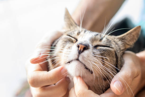 istock Tabby/Striped Cat, brown, black and white wool, green eyes, receiving affection from its owner. Eyes closed. 1217018162