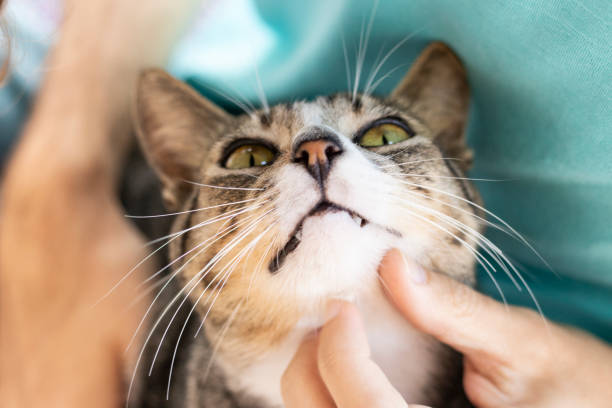 istock Tabby/Striped Cat, brown, black and white wool, green eyes, receiving affection from its owner and looking at him 1217018165