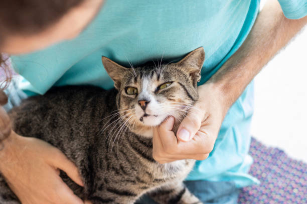 istock Tabby/Striped Cat, brown, black and white wool, green eyes, receiving affection from its owner and looking at the camera 1217018173