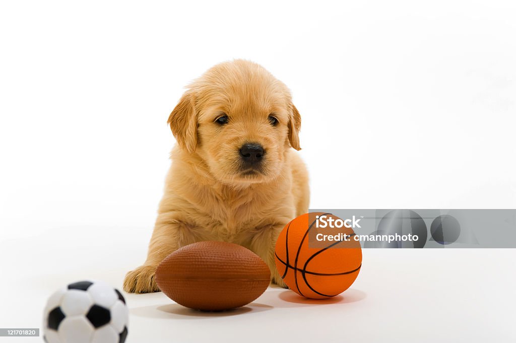 Cachorrinho brincando com bolas de desporto - Royalty-free Amor Foto de stock