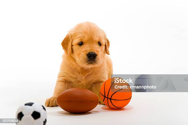 Cachorrinho Brincando Com Bolas De Desporto - Fotografias de stock e mais imagens de Amor - Amor, Animal, Animal Doméstico