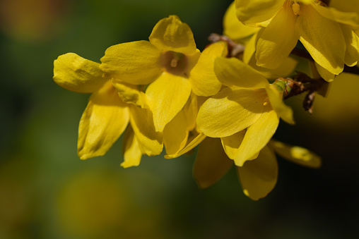 Close-up of the flowers of a gold-yellow blooming forsythia glowing in the sun in spring