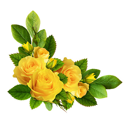 Yellow rose flowers in a corner arrangement isolated on white background