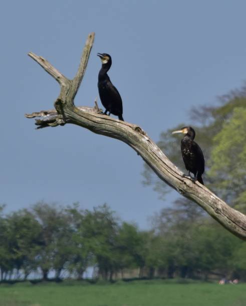 istock Cormorant birds in tree Rutland UK 1217019033