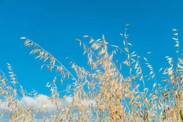 Photo of Stalks of ripe oats in motion in the wind on a blue sky background. Avena sativa. Limited depth of field.