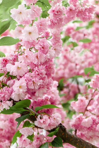 istock Background from pink sakura flowers in bloom on a tree in the sunlight. close-up, selective focus, blur. Copy space 1217020423