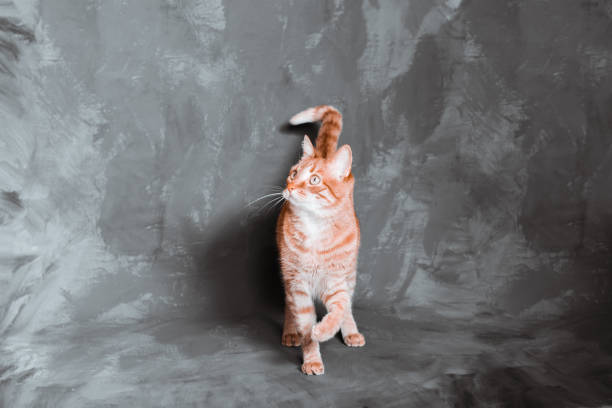 istock beautiful red cat plays on a gray artistic background with copy space for your text 1217021454