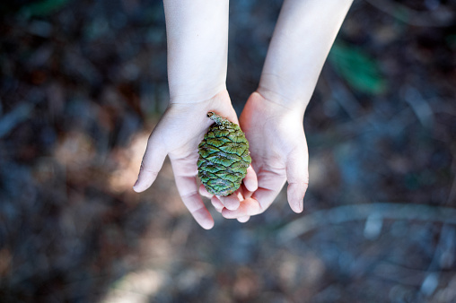 Unrecognizable child holding a green cone of redwood on palms.