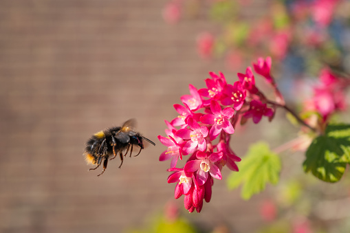 A pink flowering current attracting a flying bumble bee, in front of a brick wall. There is some motion blur around the bee.