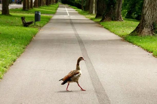 A wild goose walks along an empty footpath in a public park during self-isolation. After the arrival of coronavirus, wild animals began to return to the territories occupied by people.