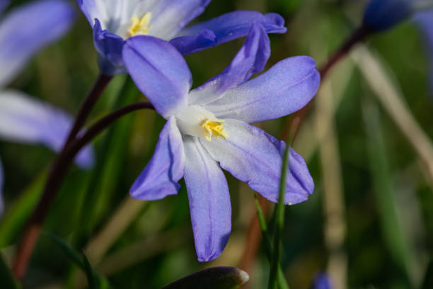 istock Glory of the Snow Flowers in Bloom in Springtime 1217023401