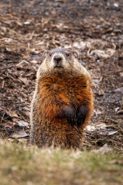 Groundhog taking watch just outiside its burrow on a spring morning stock photo
