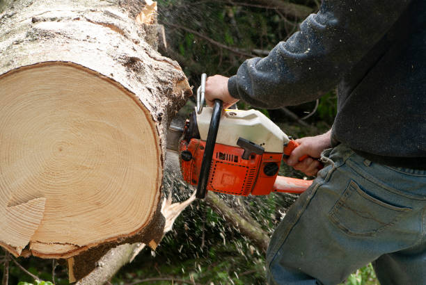 istock Man with chainsaw cutting big trunk of birch tree 1217024796