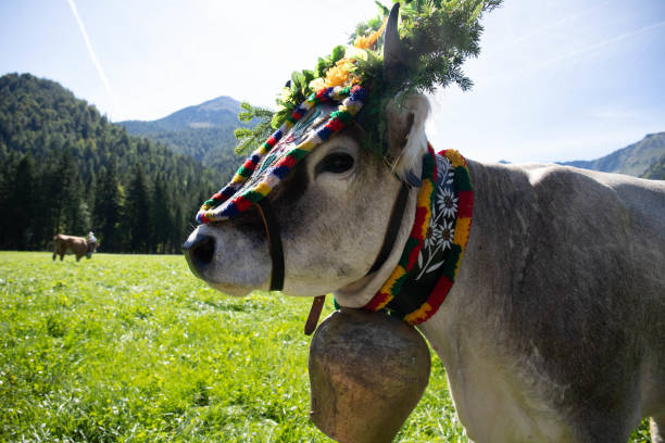 istock Cow in Austria at Almabtrieb 1217026160