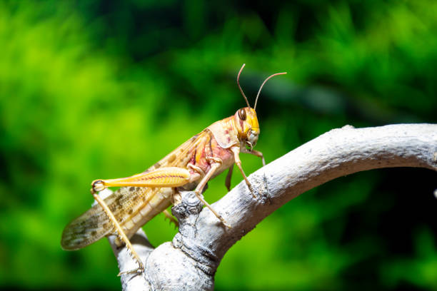 Closeup of a locust on a branch