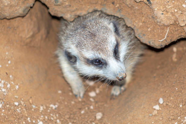 istock Closeup of a Meerkat 1217026580
