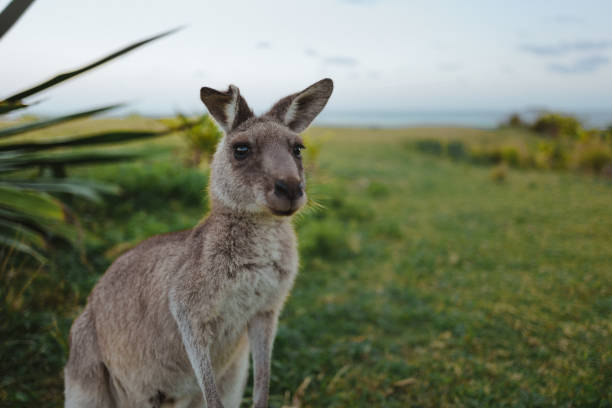 istock Kangaroo on the beach in Australia, NSW 1217028236