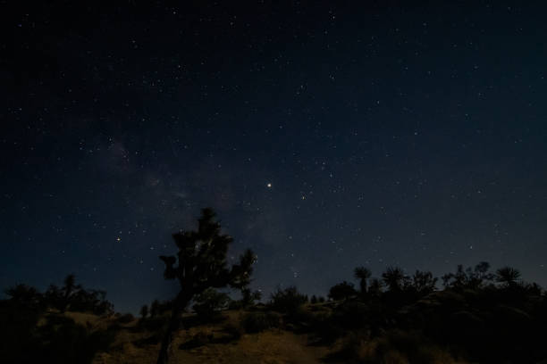 istock Night Sky at Joshua Tree National Park 1217028915