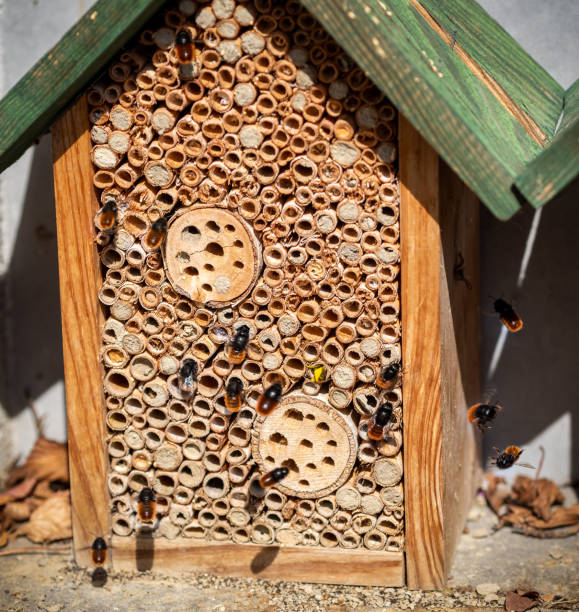 dettaglio dell'hotel delle api con api volanti in giro. - nesting box foto e immagini stock