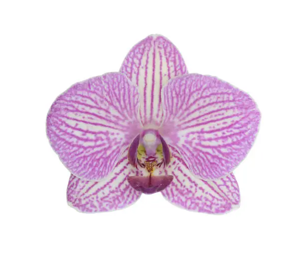 Photo of Orchid flower