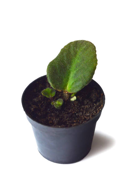 Propagating African violets. Growing African violet from leaf cuttings Propagating African violets. Growing African violet from leaf cuttings african violet stock pictures, royalty-free photos & images