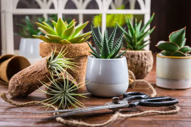 Collection of succulent plants for home deco. Gardening idea for stone garden.