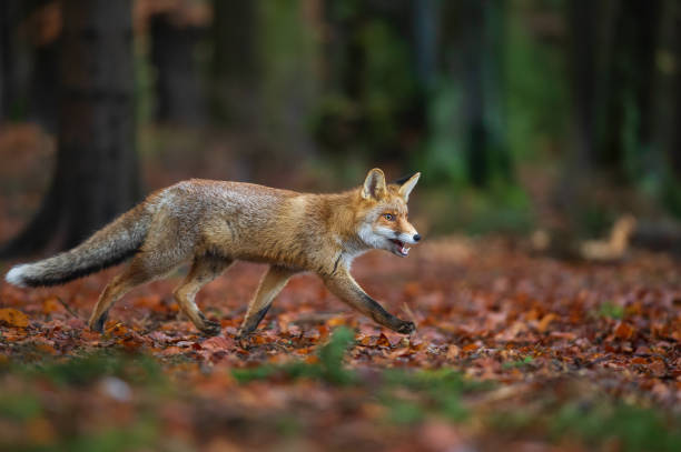 istock Red fox from side view in the deep forest. Walking fox on autumn wit fallen leaves. Vulpes Vulpes 1217030262