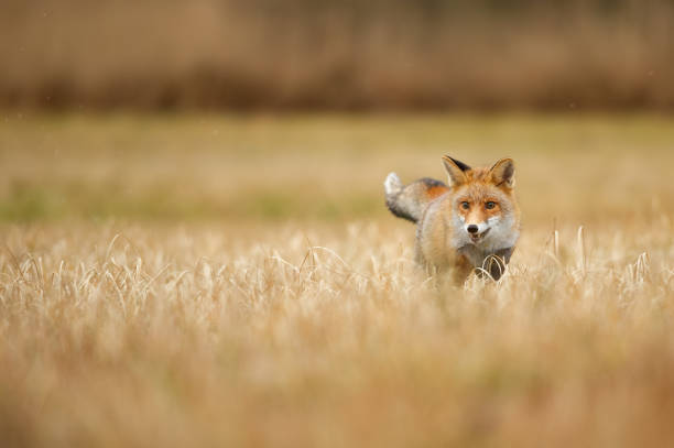 istock Fox standing in yellow field. Red fox on the right. Copy space. 1217030276