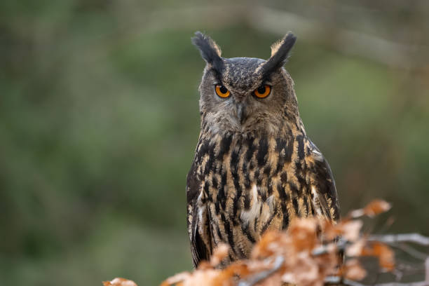 istock Eurasian eagle-owl from closeup looking oto the camera. Bubo bubo 1217030402