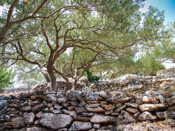 istock Ancient field of olive trees 1217030548