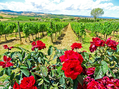 Winery in Montepulciano 3 with roses, Italy - grapes (Italia)