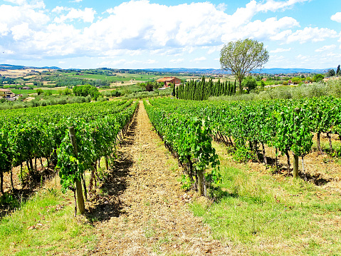 Winery in Montepulciano, Italy - grapes (Italia)